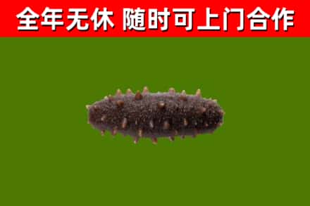 绥芬河市烟酒回收干海参.jpg